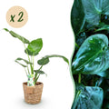 Green is... Kamerplanten - Alocasia Cucullata - Boeddha,s hand - Weinig onderhoud - met mand - Groen - 2 Planten - Pot 17cm - Hoogte 60-65cm