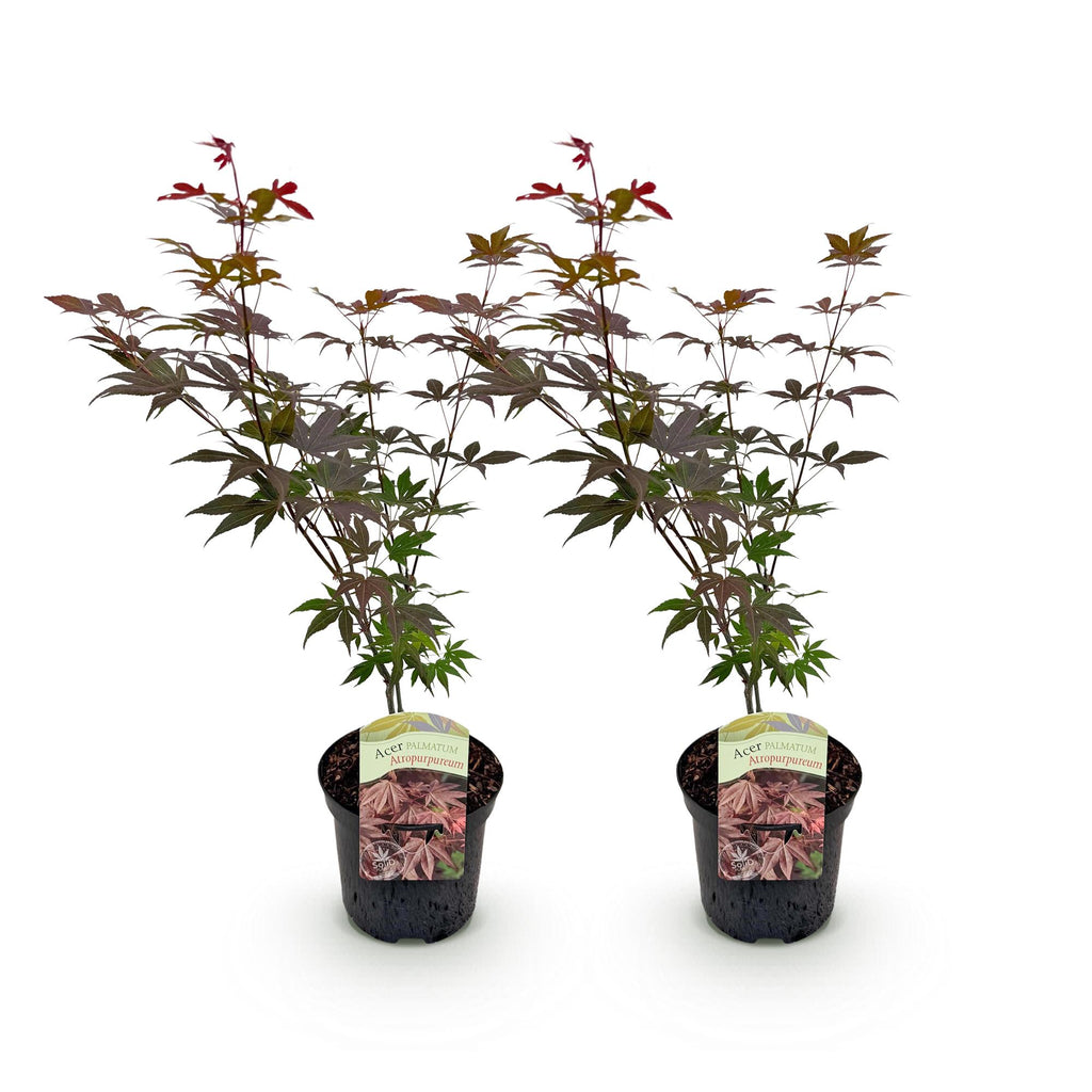 Terrasplant - Japanse Esdoorn - Acer palmatum Atropurpureum - Paars - 2 Planten - Bladverliezend - Pot 19cm Hoogte 70cm