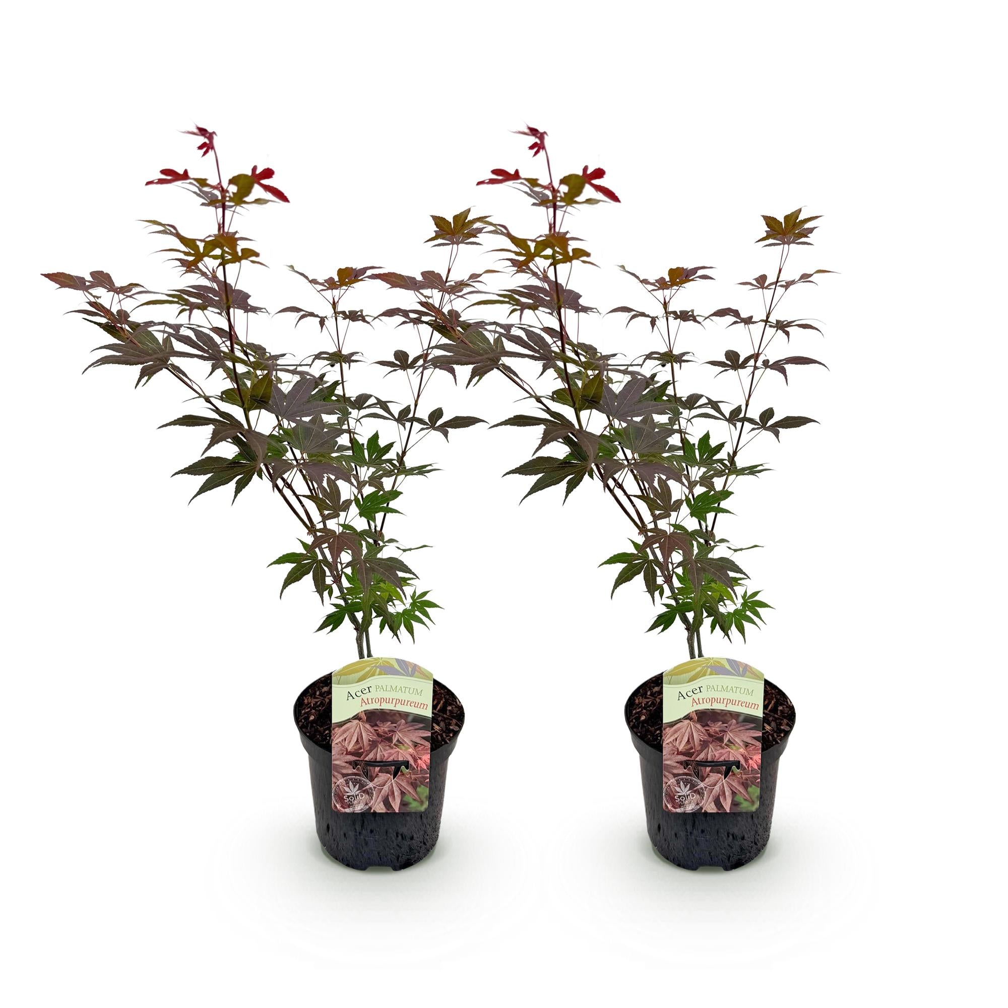 Terrasplant - Japanse Esdoorn - Acer palmatum Atropurpureum - Paars - 2 Planten - Bladverliezend - Pot 19cm Hoogte 70cm