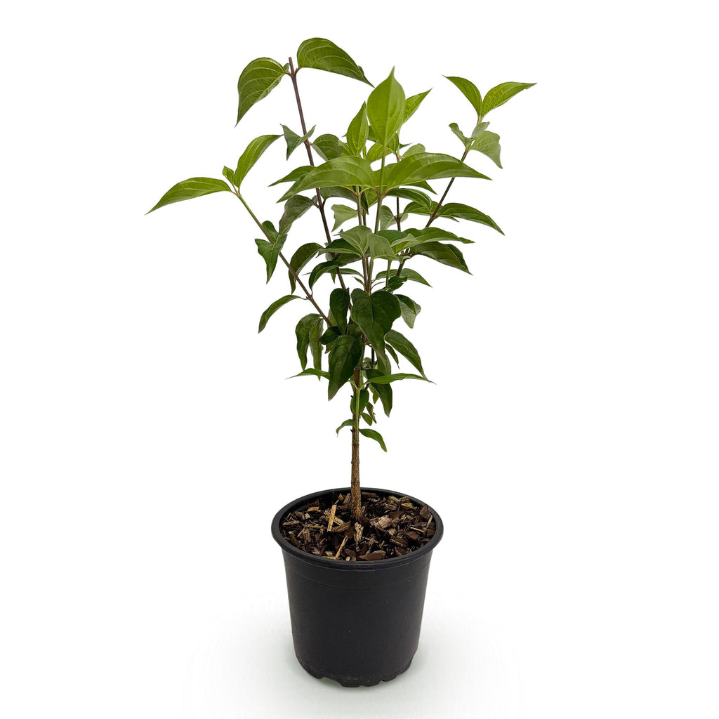 Tuinplant - Cornus kousa chinensis - Bloem Wit - 1 Plant - Bladverliezend - Weinig Onderhoud - Pot 12cm Hoogte 35cm
