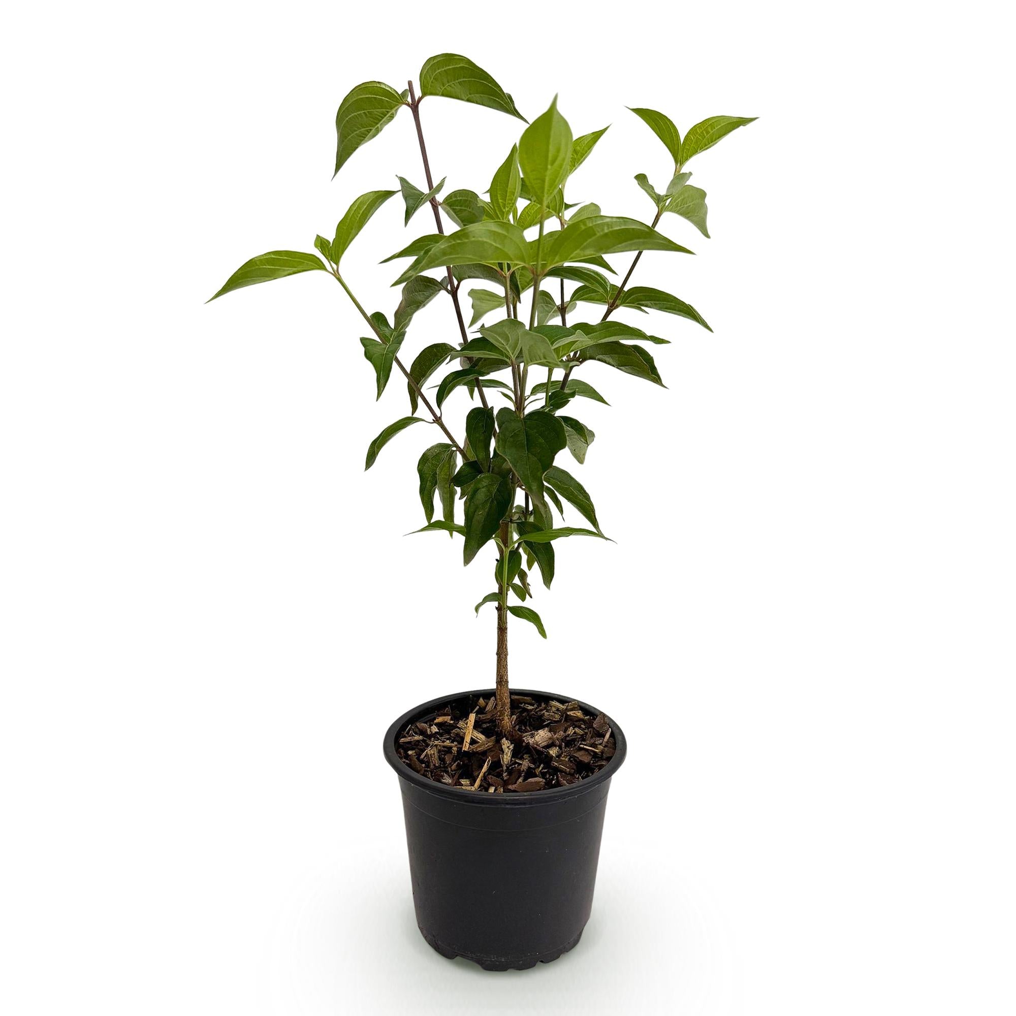 Tuinplant - Cornus kousa chinensis - Bloem Wit - 1 Plant - Bladverliezend - Weinig Onderhoud - Pot 12cm Hoogte 35cm