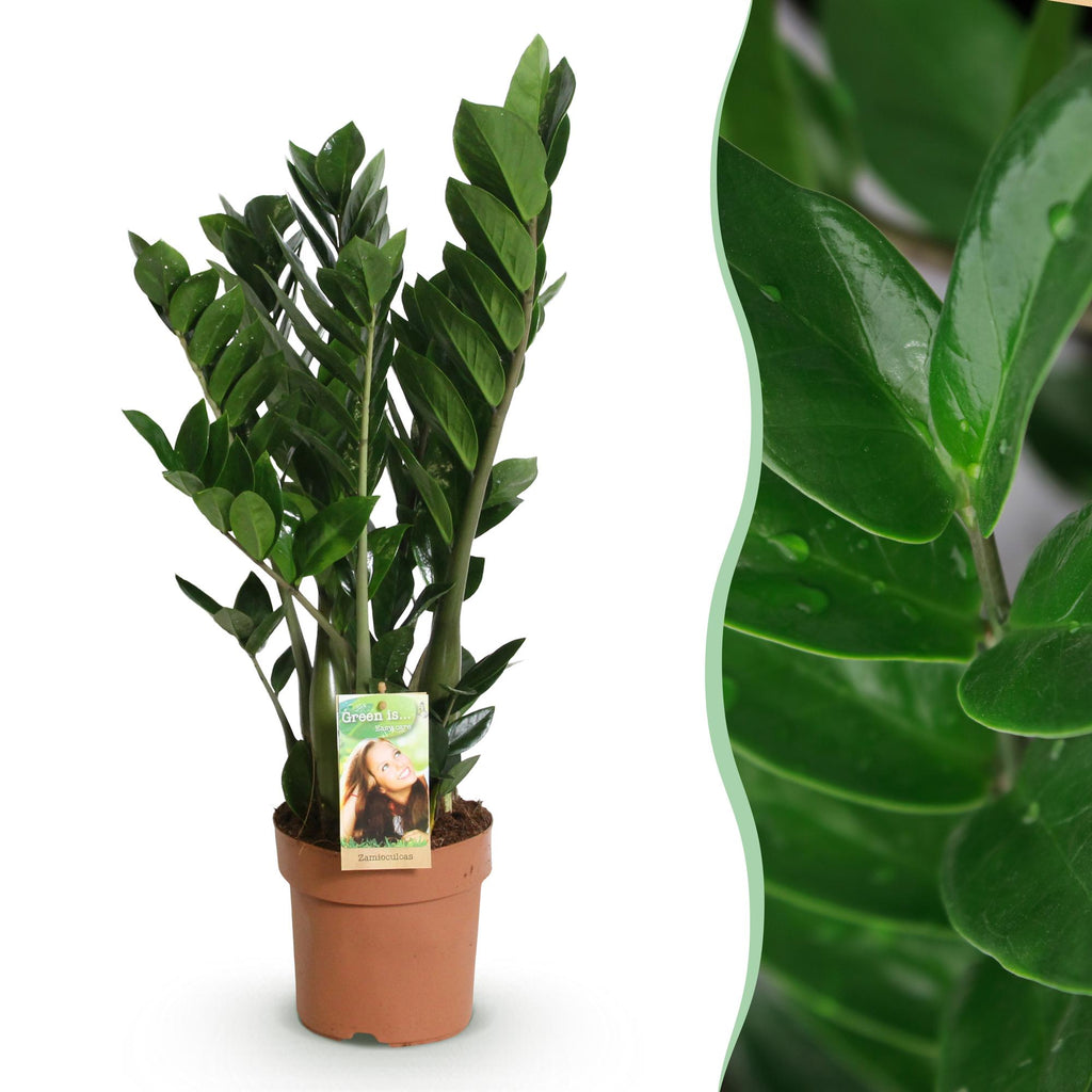 Green is... Kamerplanten - Zamioculcas - ZZ-plant - Weinig onderhoud - Groen - 1 Plant - Pot 17cm - Hoogte 65-75cm