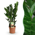 Green is... Kamerplanten - Zamioculcas - ZZ-plant - Weinig onderhoud - Groen - 1 Plant - Pot 17cm - Hoogte 65-75cm