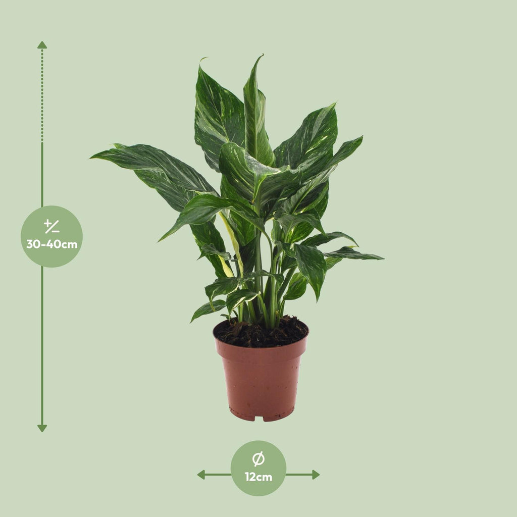 Spathiphyllum Diamond - Ø12cm - ↕40cm