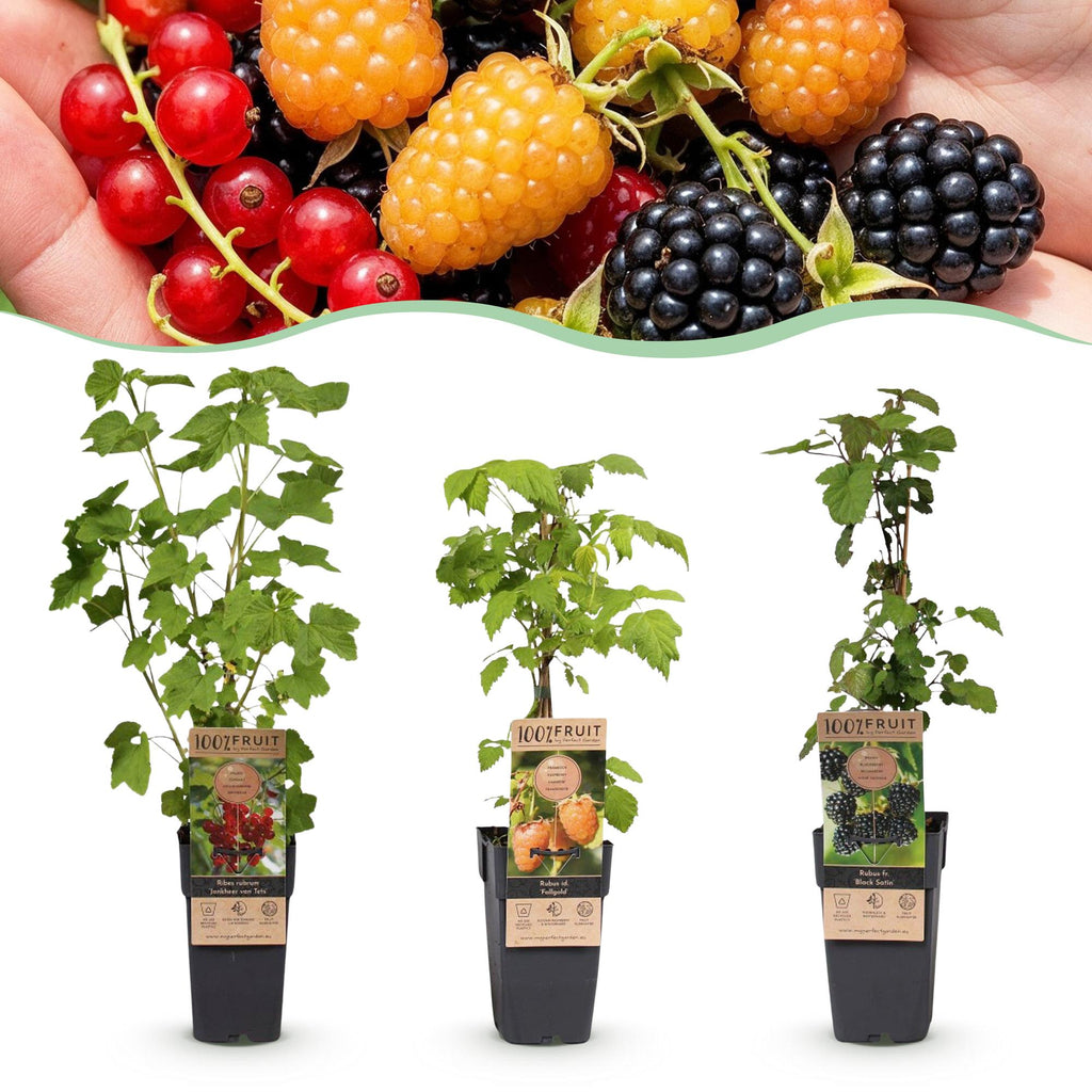 Fruitplant - Ribes-Rubes Mix - Tricolour - Winterhard - Rode Bes - Zwarte Braam - Gele Framboos - 3 Planten - Pot 15cm - Hoogte 50cm