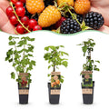Fruitplant - Ribes-Rubes Mix - Tricolour - Winterhard - Rode Bes - Zwarte Braam - Gele Framboos - 3 Planten - Pot 15cm - Hoogte 50cm