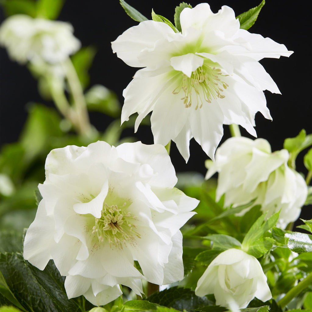 Tuinplant - Lenten Rose - Helleborus orientalis Double Ellen White - Witte Bloem -2 Planten - Groenblijvend - Pot 14cm Hoogte 35cm