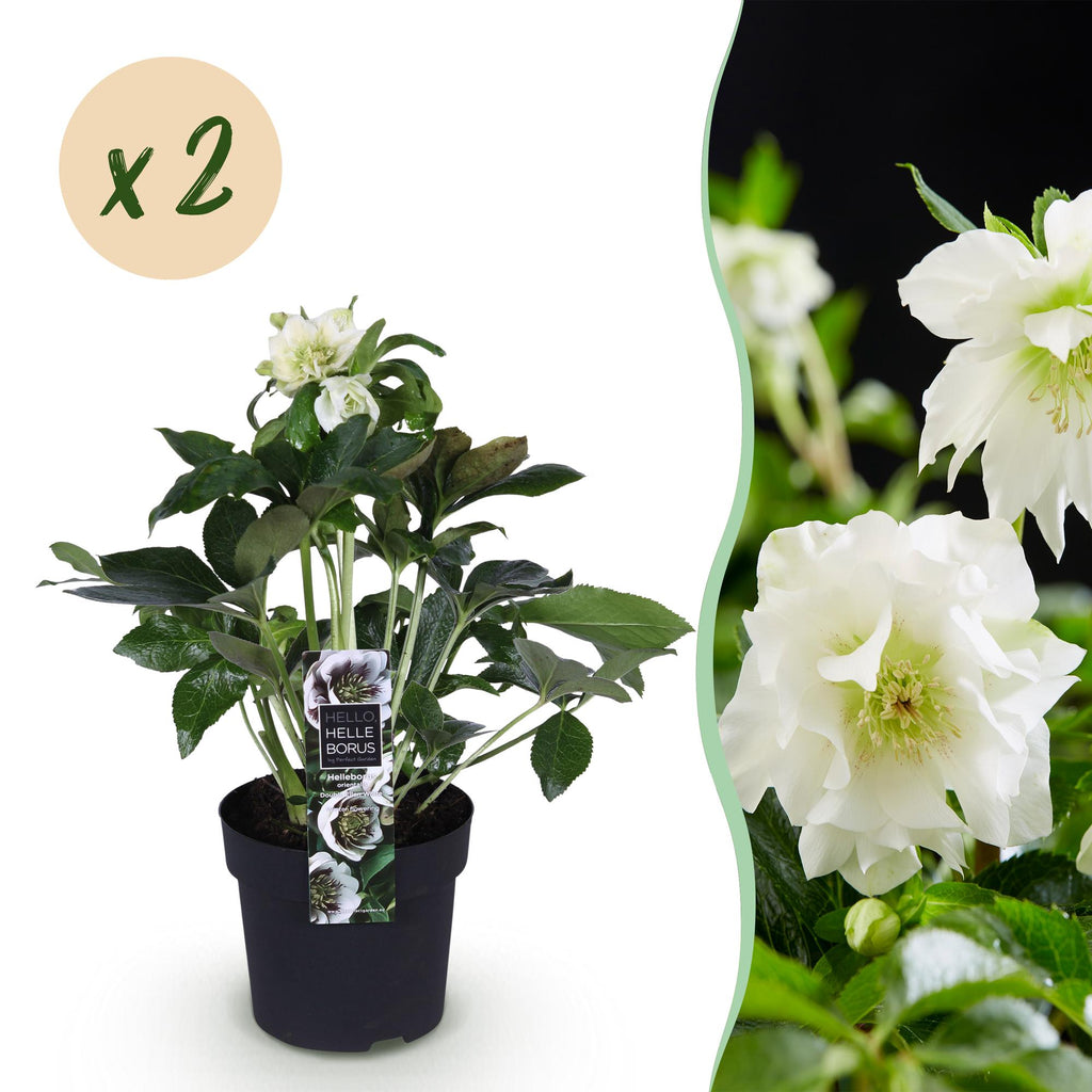 Tuinplant - Lenten Rose - Helleborus orientalis Double Ellen White - Witte Bloem -2 Planten - Groenblijvend - Pot 14cm Hoogte 35cm