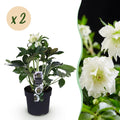 Tuinplant - Lenten Rose - Helleborus orientalis Double Ellen White - Witte Bloem -2 Planten - Groenblijvend - Pot 14cm Hoogte 35cm