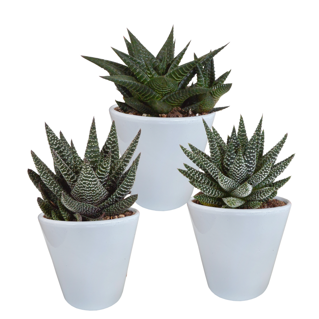 Gasteria/Haworthia mix 8,5cm - 3x - in witte pot