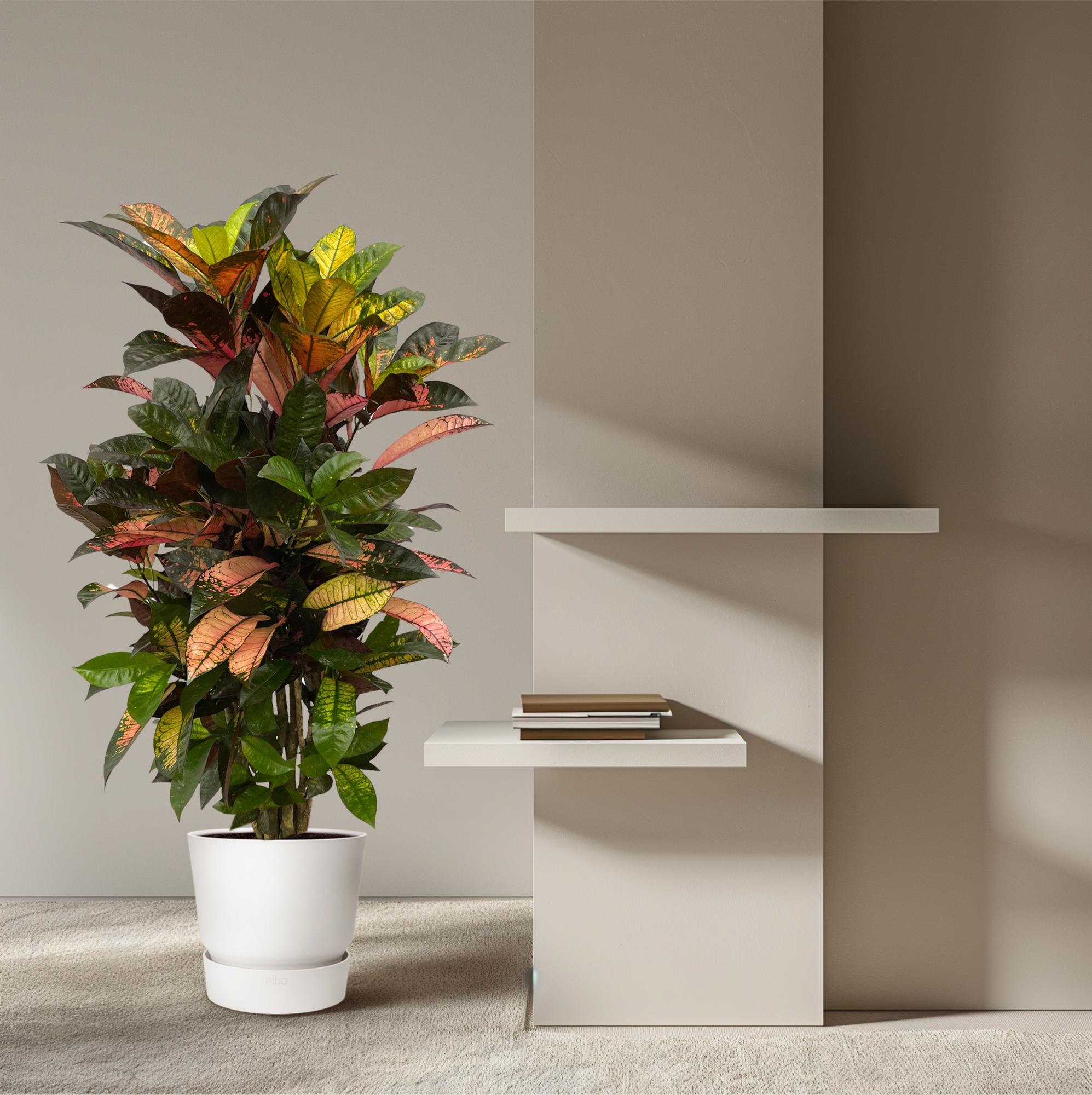 Codiaeum (Croton) Iceton vertakt - 100 cm - Ø24cm