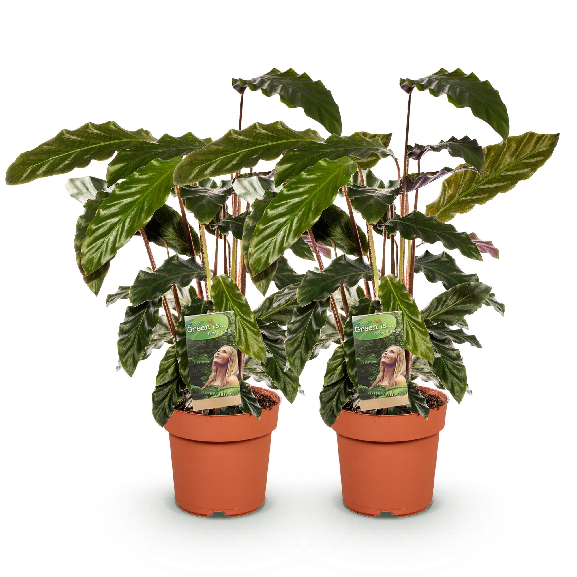 Green is... Kamerplanten - Calathea Rufibarba - Pauwen plant - Weinig onderhoud - Groen - 2 Planten - Pot 17cm - Hoogte 55-60cm