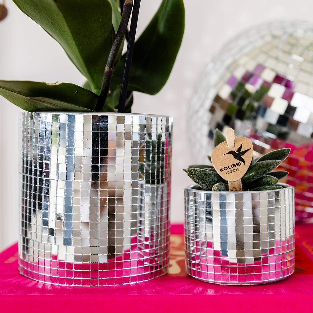 Kolibri Company | Plantenset Disco | Paarse Vienna orchidee Ø9cm + Succulent incl. keramieken sierpotten