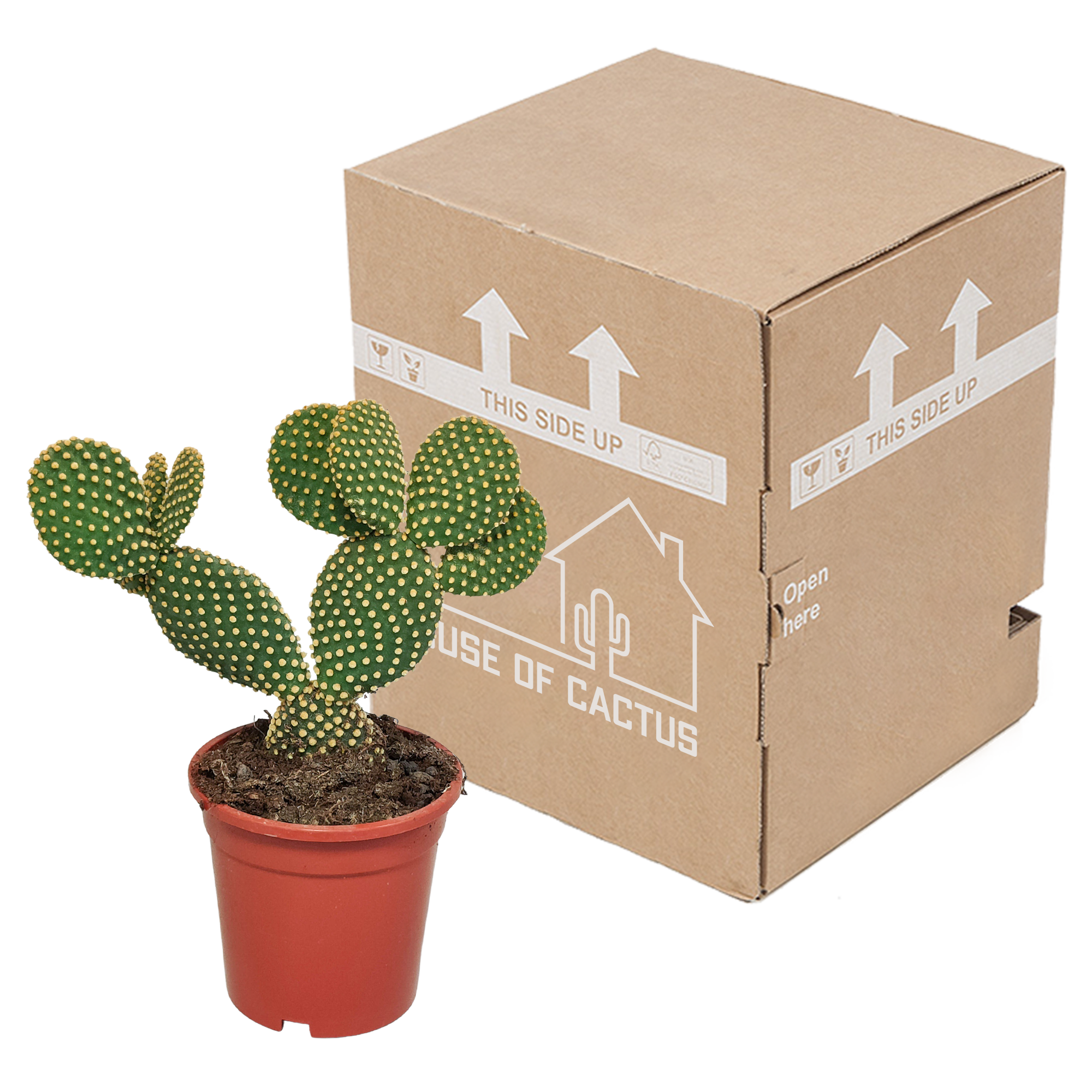 Opuntia microdasys - 17cm - zonder pot