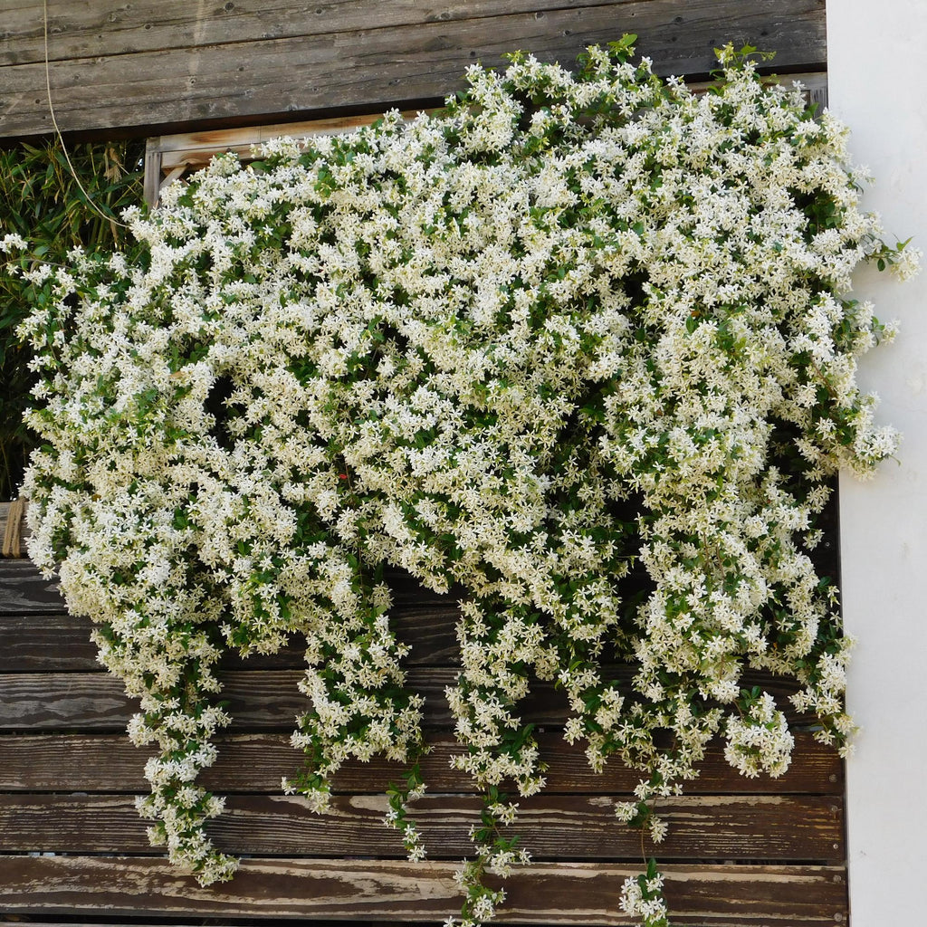 Toscaanse jasmijn - Trachelospermum jasminoides - Bloem Wit - Groenblijvend  - 2 planten - Pot 11cm Hoogte 40cm