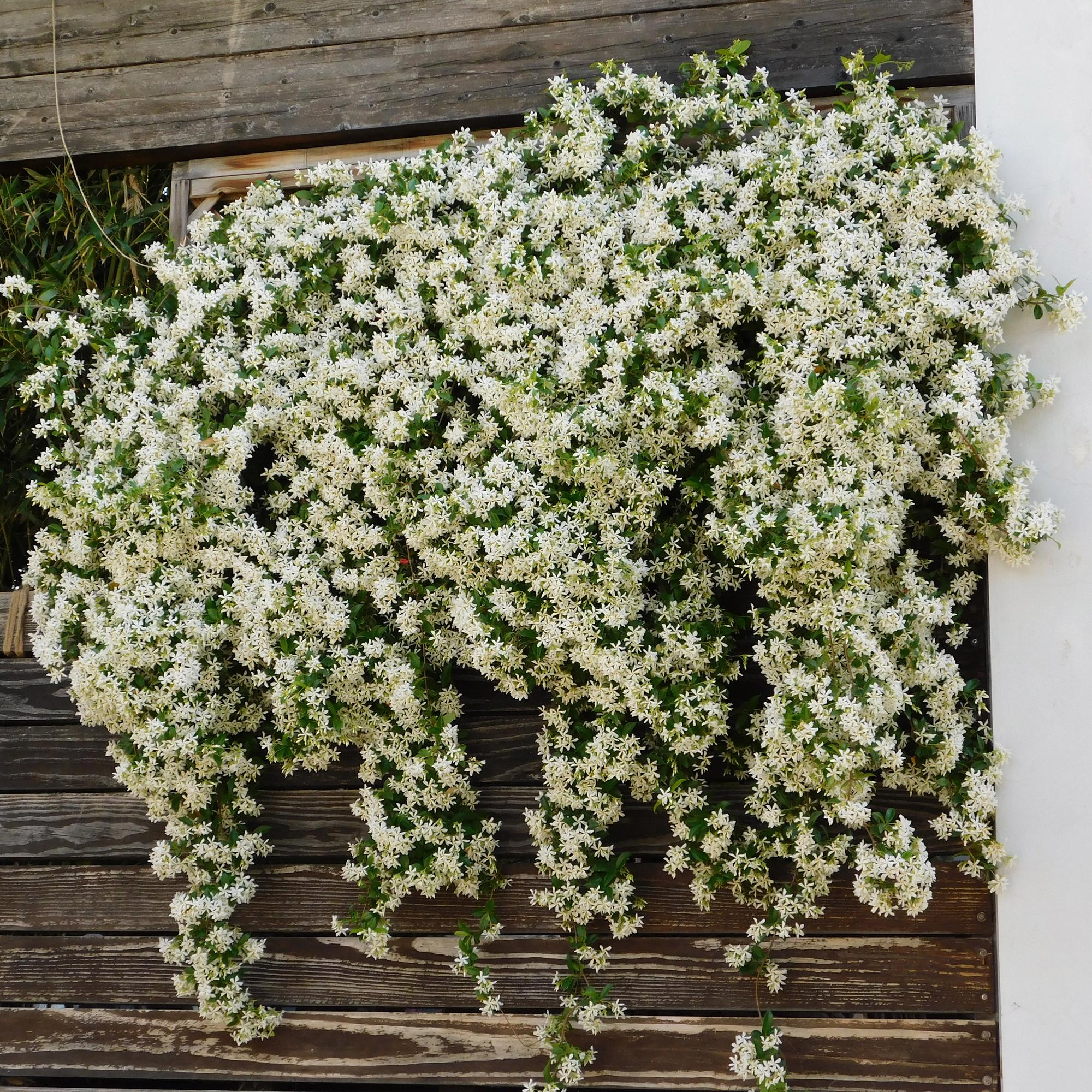 Toscaanse jasmijn - Trachelospermum jasminoides - Bloem Wit - Groenblijvend  - 2 planten - Pot 11cm Hoogte 40cm