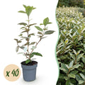 40x Eleagnus ebbingei Compacta - Olijfwilg - Haagplanten - Groenblijvend - Grijs - Pot 9cm - Hoogte 25-35cm