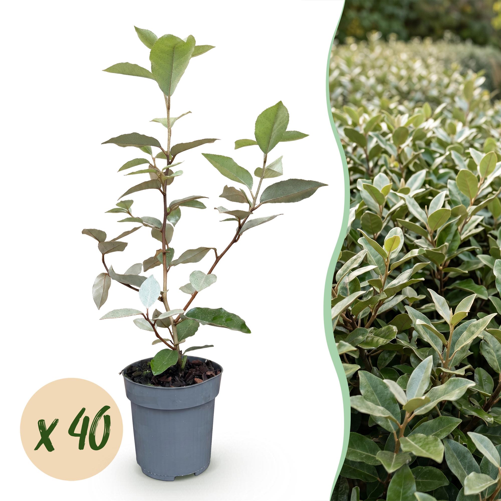 40x Eleagnus ebbingei Compacta - Olijfwilg - Haagplanten - Groenblijvend - Grijs - Pot 9cm - Hoogte 25-35cm