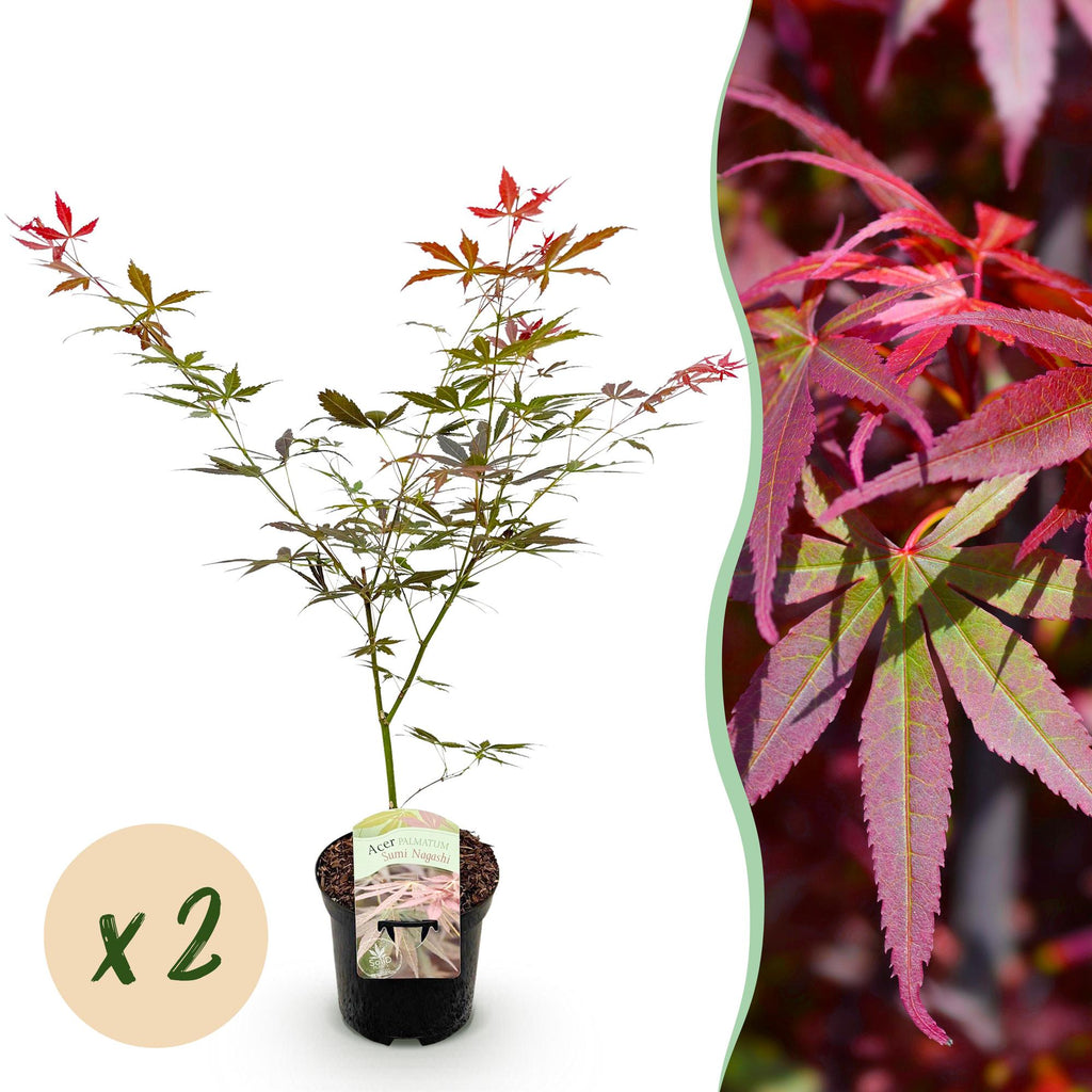 Terrasplant - Japanse Esdoorn - Acer palmatum Sumi-nagashi - Rood - 2 Planten - Bladverliezend - Pot 19cm Hoogte 70cm