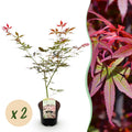 Terrasplant - Japanse Esdoorn - Acer palmatum Sumi-nagashi - Rood - 2 Planten - Bladverliezend - Pot 19cm Hoogte 70cm