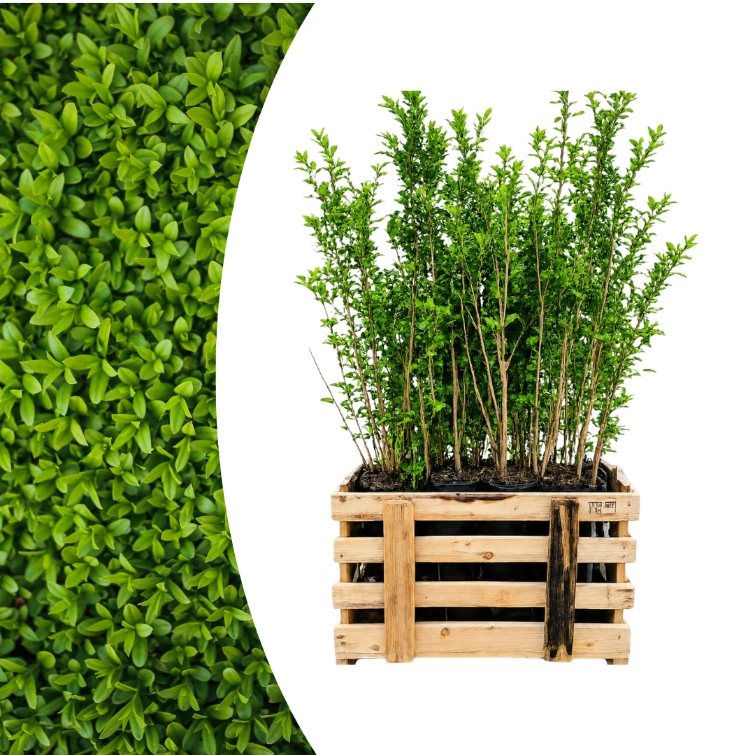 Palletdeal Haagplanten:  50 Ligustrum Ovalifolium ↕ 80-100 - Ø 19cm | Mini Pallet