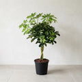 Schefflera Gold Capella - Ø21cm - ↕75cm