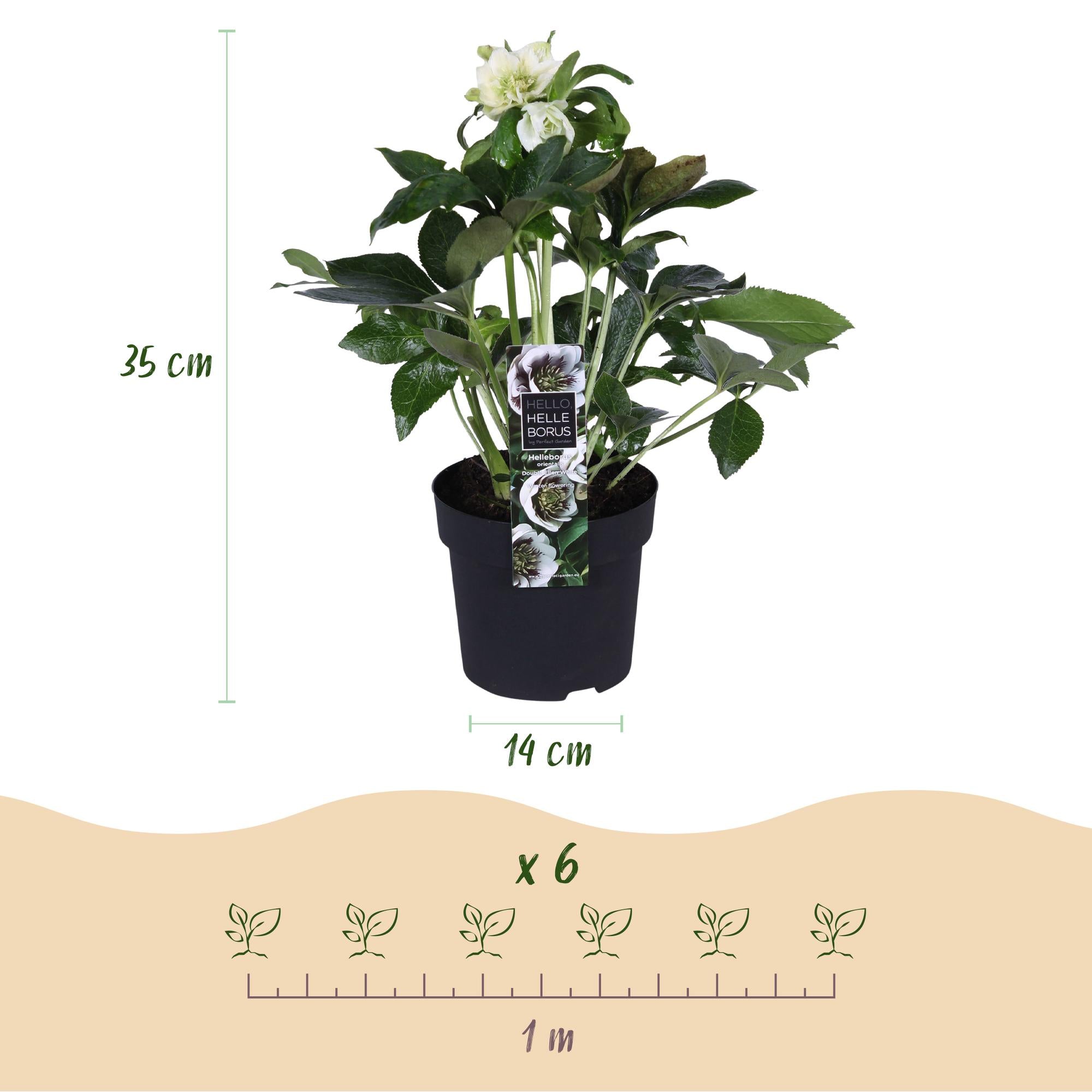 Tuinplant - Lenten Rose - Helleborus orientalis Double Ellen White - Witte Bloem -2 Planten - Groenblijvend - Pot 14cm Hoogte 35cm
