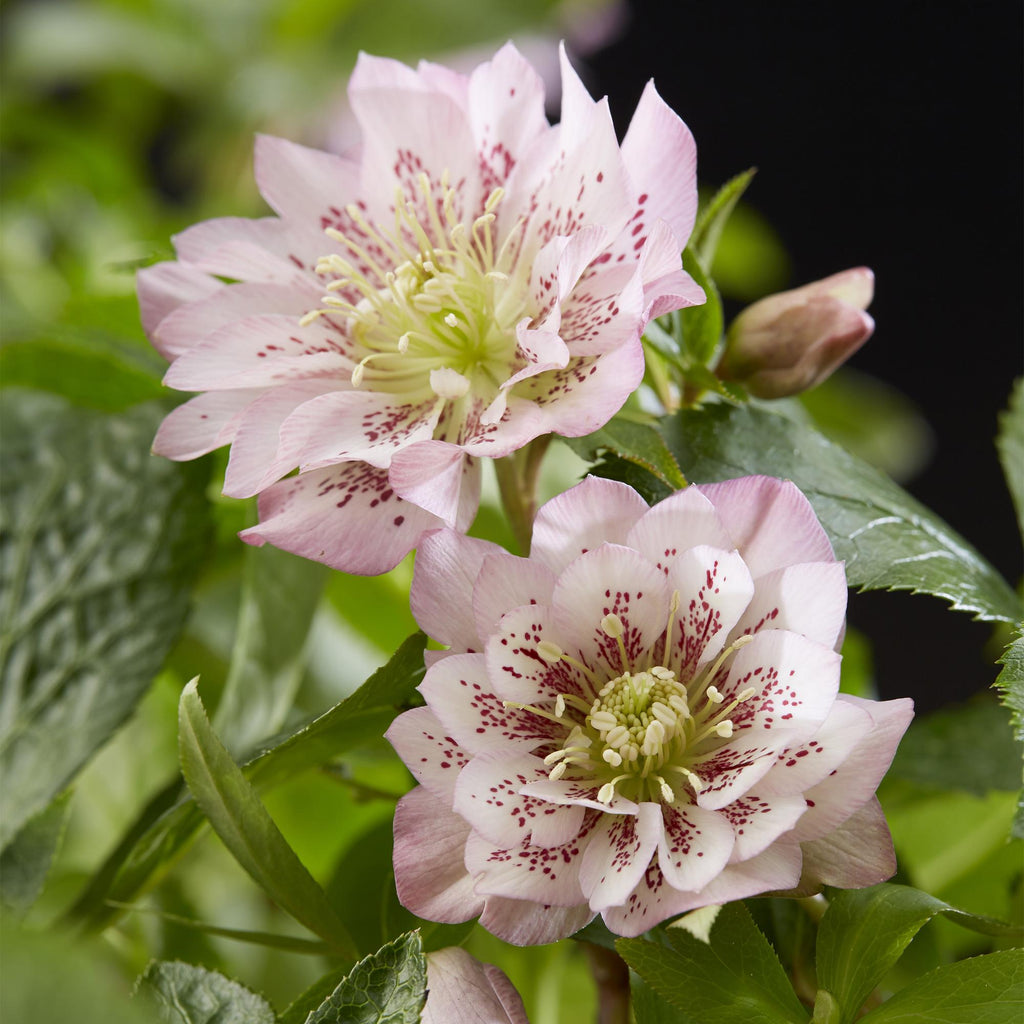 Tuinplant - Lenten Rose - Helleborus orientalis Double Ellen Pink - Roze Bloem -1 Plant - Groenblijvend - Pot 14cm Hoogte 35cm