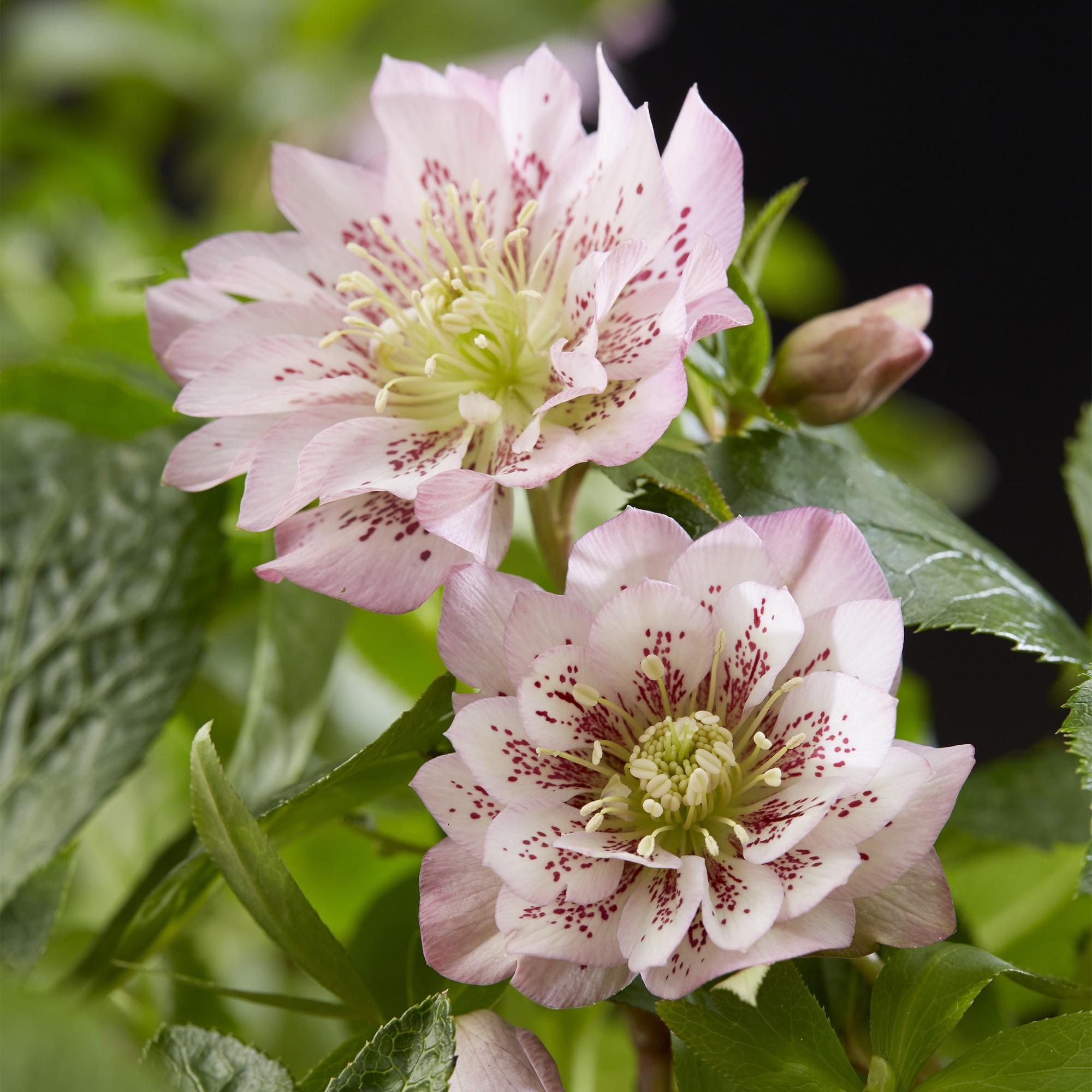 Tuinplant - Lenten Rose - Helleborus orientalis Double Ellen Pink - Roze Bloem -1 Plant - Groenblijvend - Pot 14cm Hoogte 35cm