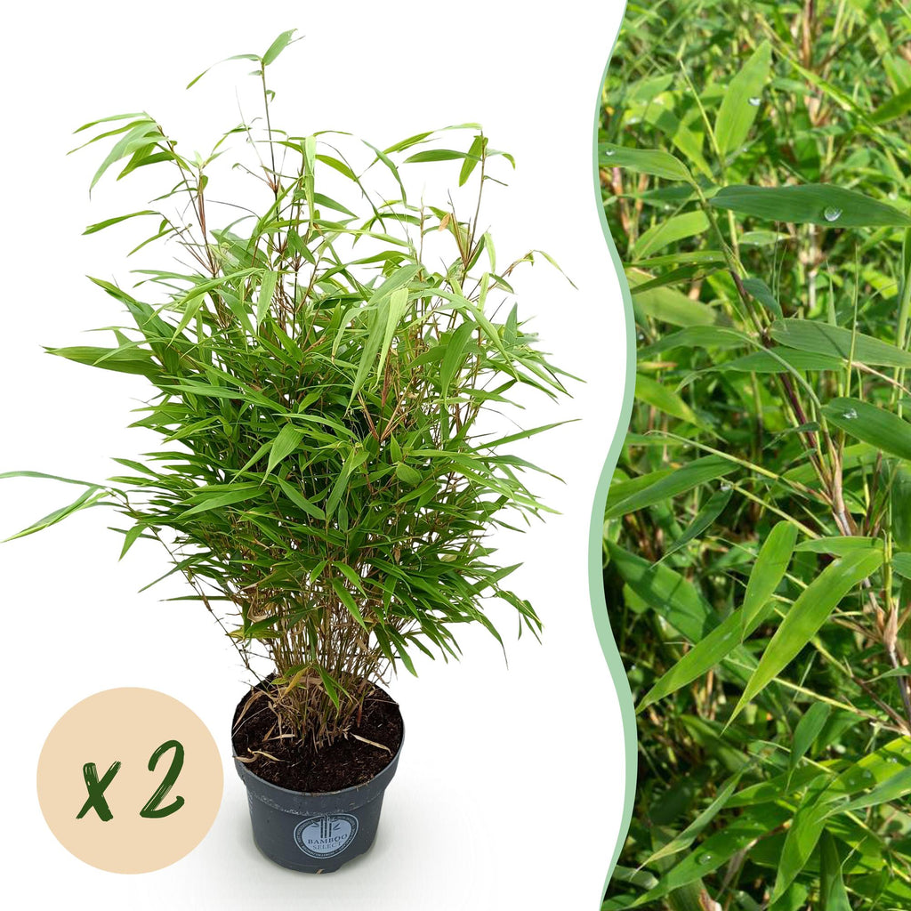 Grassen - Fargesia Rufa - Niet Woekerende Bamboe - Bladhoudend - Groen - 2 Planten - Pot 23 cm - Hoogte 80 cm