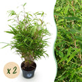 Grassen - Fargesia Rufa - Niet Woekerende Bamboe - Bladhoudend - Groen - 2 Planten - Pot 23 cm - Hoogte 80 cm