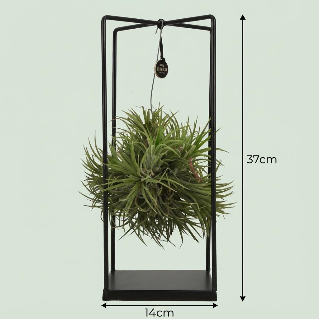 Tillandsia Luchtplant in Decor - Ø 14 cm - Hoogte: 30 cm