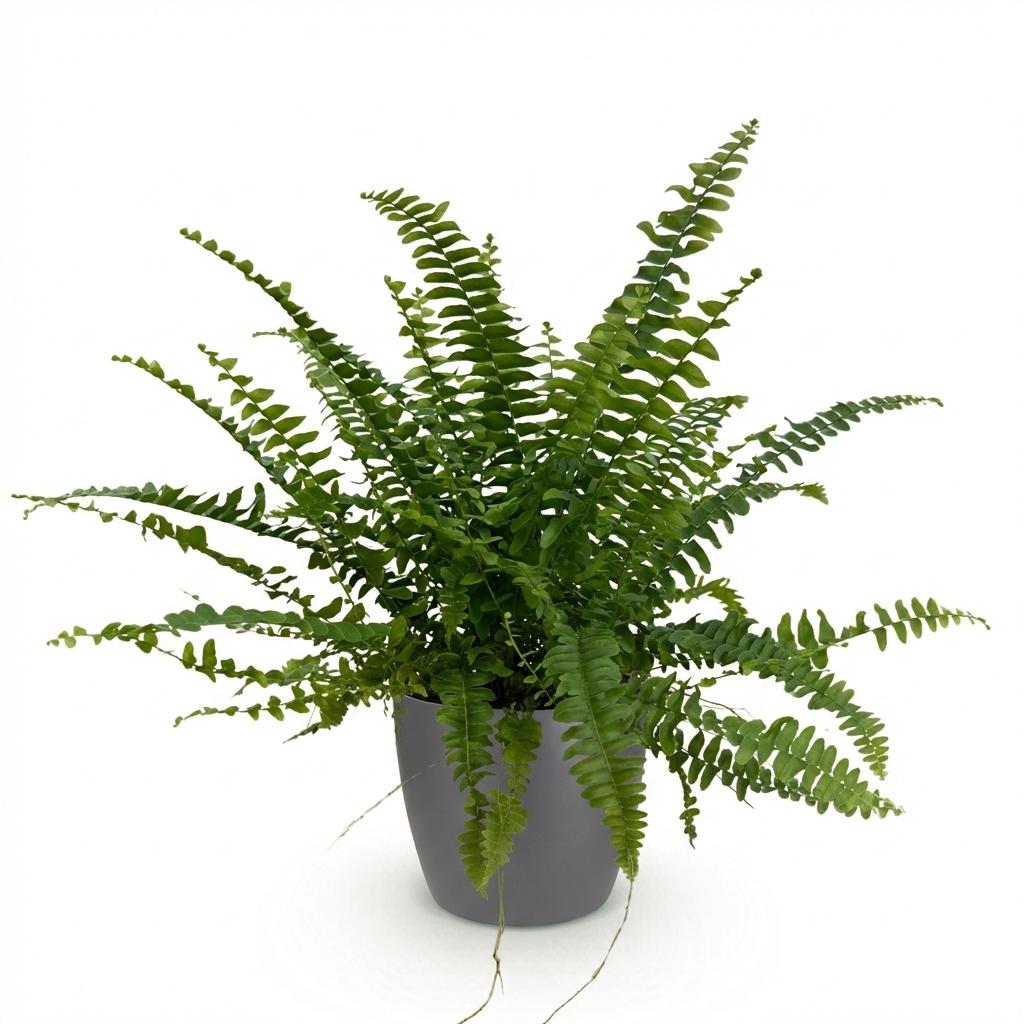 Kamerplant - Nephrolepsis exaltata Green Lady - Varen - Huisdiervriendelijke Plant - Groen - 1 Plant - met Potter Grijs - Pot 12cm - Hoogte 25cm