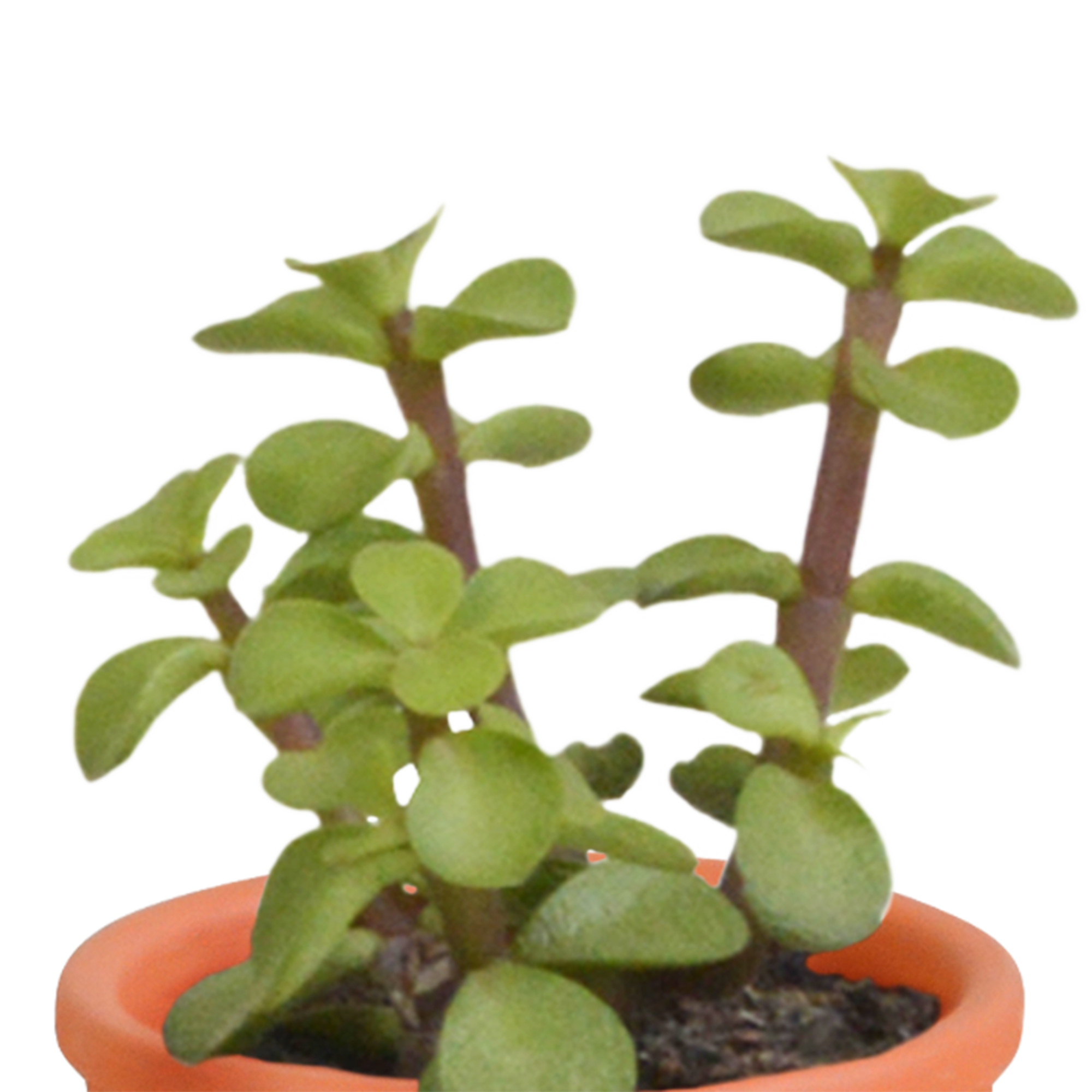 Cactus en vetplanten mix 5.5 cm | 15 stuks - in Mexicaanse pot