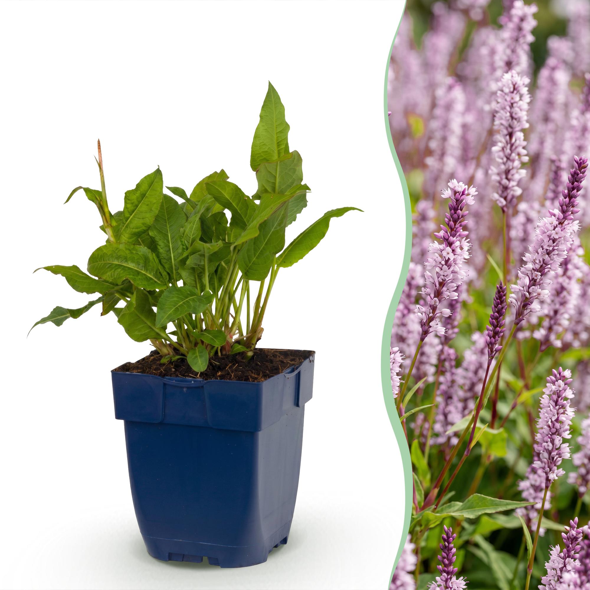 Vasteplant - Persicaria ampl. Rosea - Duizendknoop - Schaduw - Roze - 3 Planten - Pot 11cm - Hoogte 15-25cm