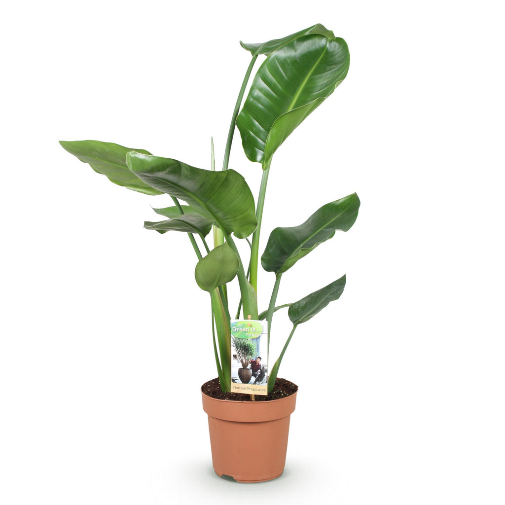 Green is... Kamerplanten - Stelitzia Nicolai - Paradijsvogelbloem - Weinig onderhoud - Groen - 1 Plant - Pot 17cm - Hoogte 70-90cm