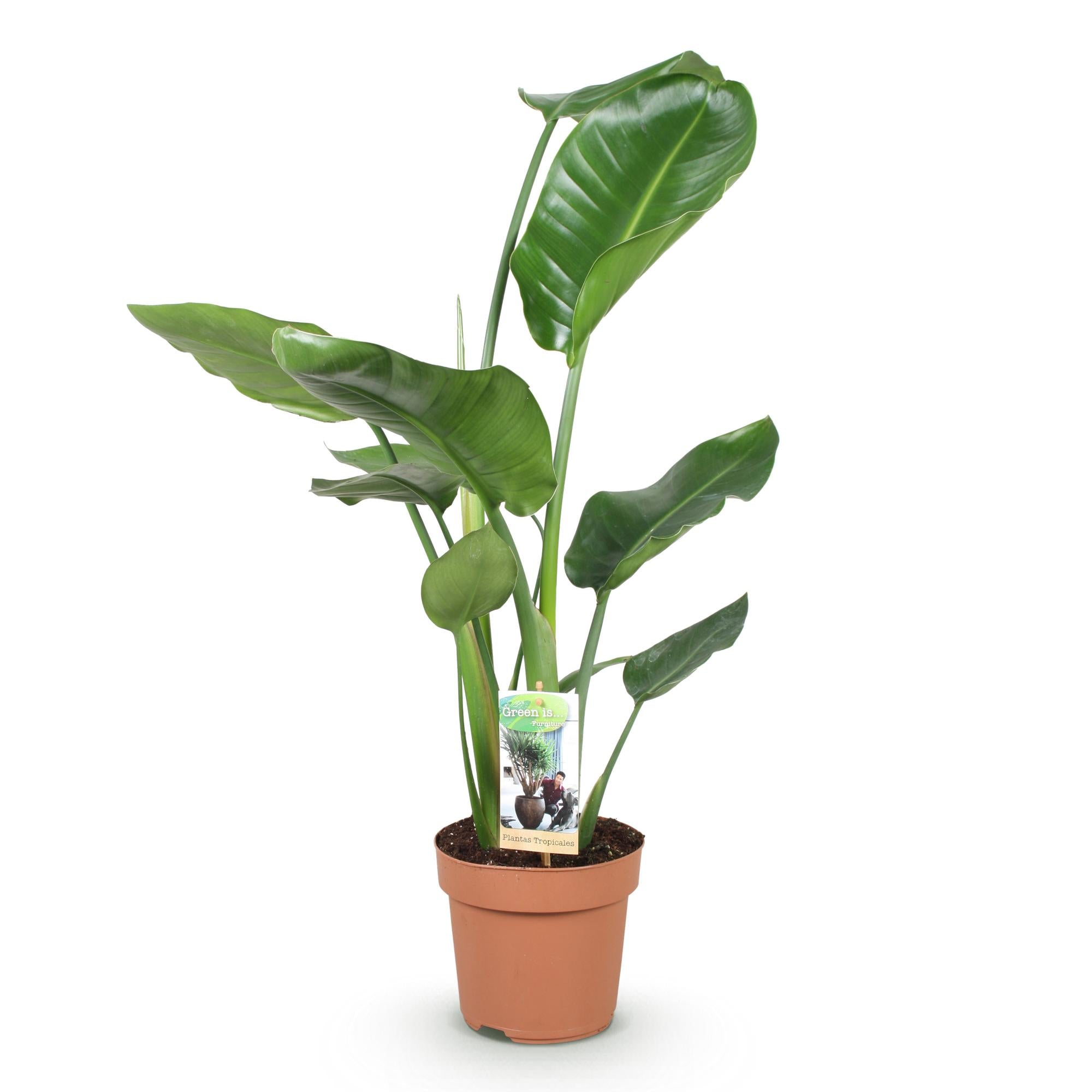 Green is... Kamerplanten - Stelitzia Nicolai - Paradijsvogelbloem - Weinig onderhoud - Groen - 1 Plant - Pot 17cm - Hoogte 70-90cm