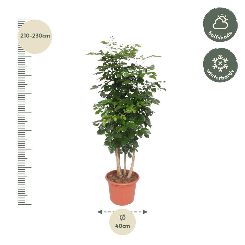 Radermachera Hainanensis - 190 cm - ø34