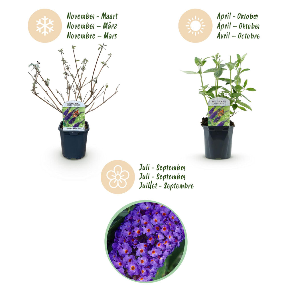 Tuinplant - Buddleja davidii Empire Blue - Vlinderstruik - Winterhard - Blauw - 3 Planten - Pot 17cm - Hoogte 45cm