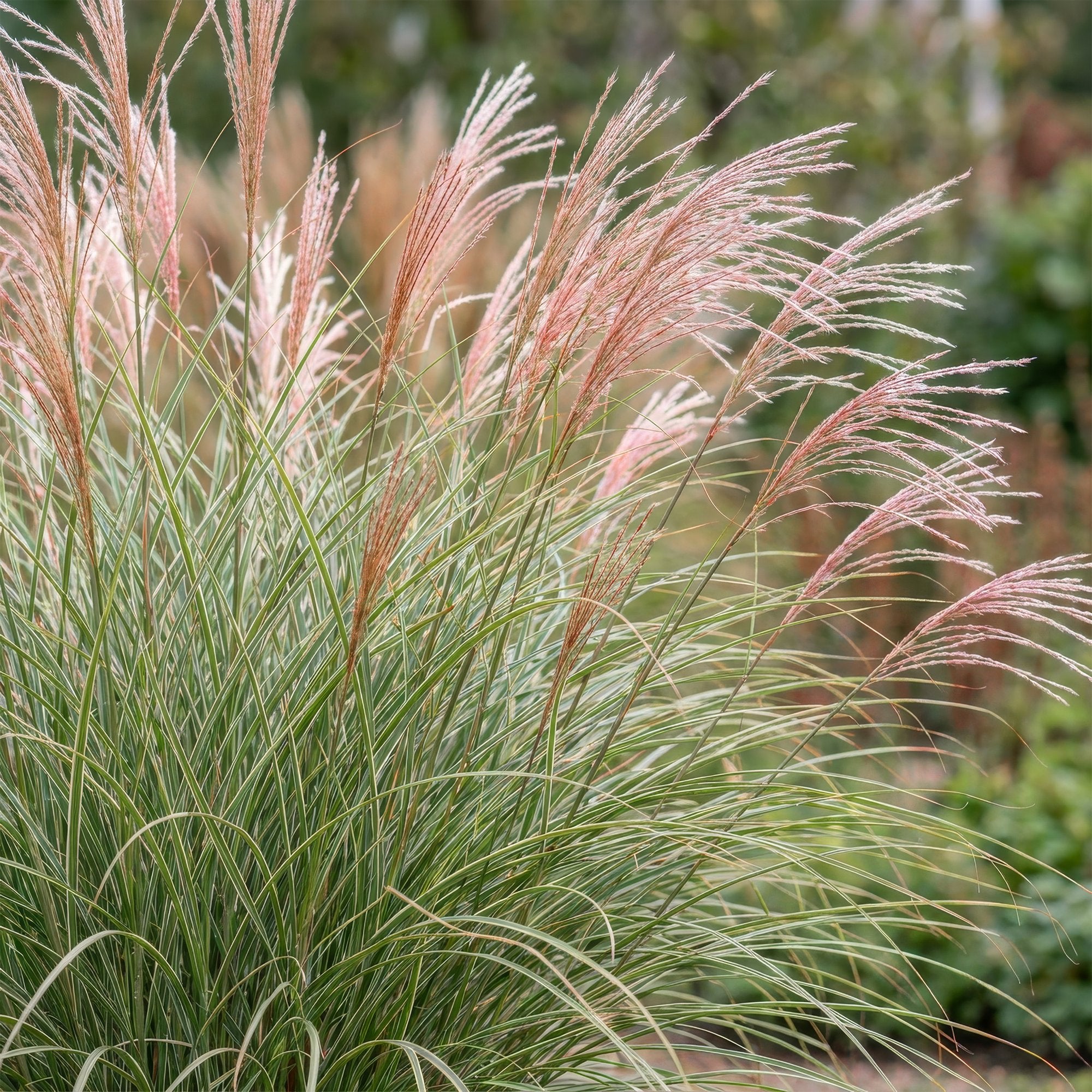Grassen - Miscanthus sin. Morning Light - Pampusgras - Met Pluim - Zilver - 12 Planten - Pot 11cm - Hoogte 15-25cm