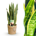 Green is... Kamerplanten - Sansevieria Laurentii - Vrouwentong - Weinig onderhoud - met mand - Groen - 1 Plant - Pot 17cm - Hoogte 60-70cm
