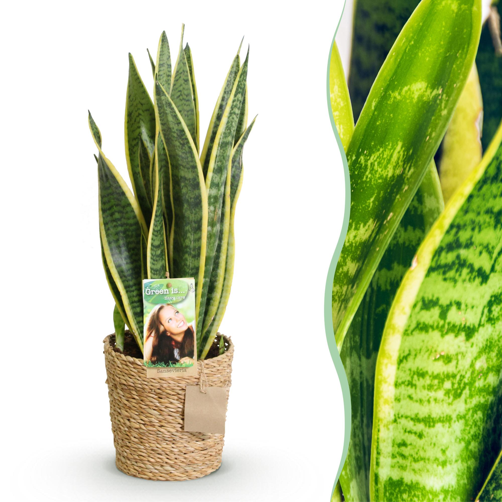 Green is... Kamerplanten - Sansevieria Laurentii - Vrouwentong - Weinig onderhoud - met mand - Groen - 1 Plant - Pot 17cm - Hoogte 60-70cm