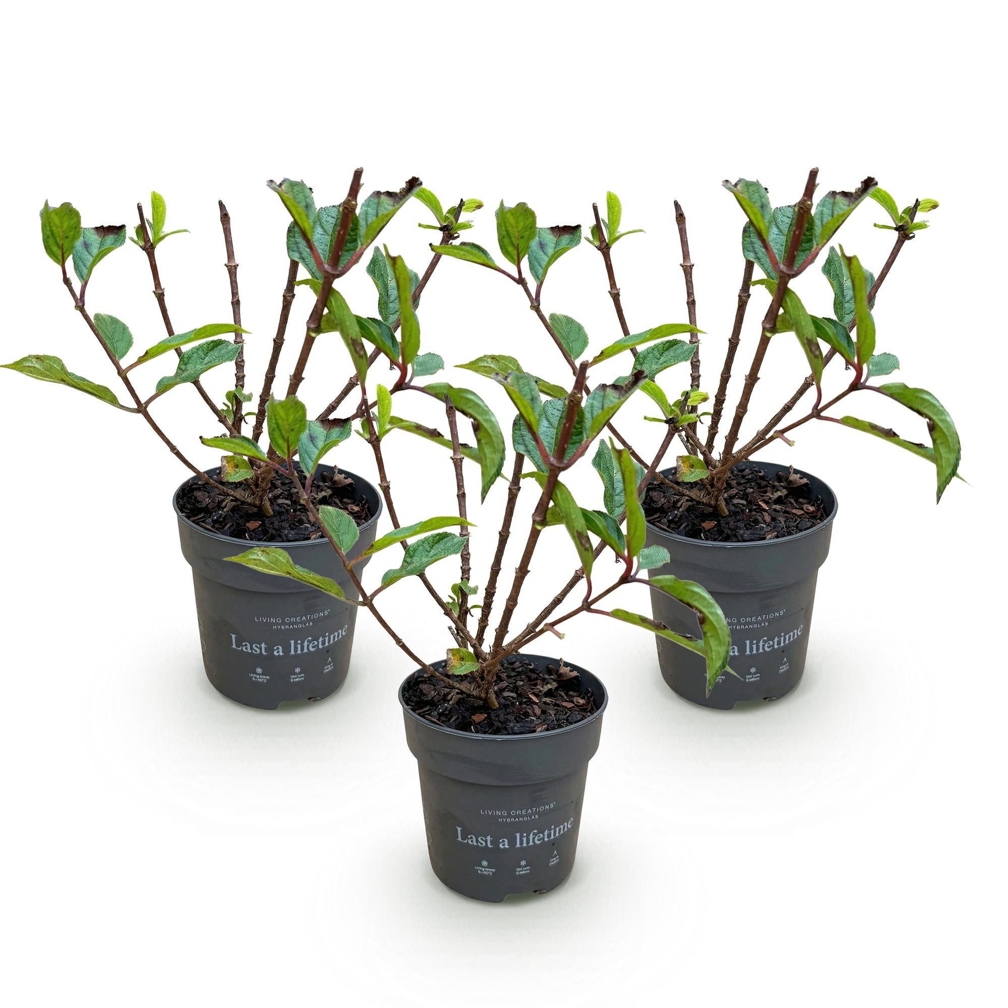 Tuinplant - Hydrangea panniculata Living Little Rosy - Pluimhortensia - Winterhard - Roze - 3 Planten - Pot 12cm - Hoogte Hoogte 20-30cm