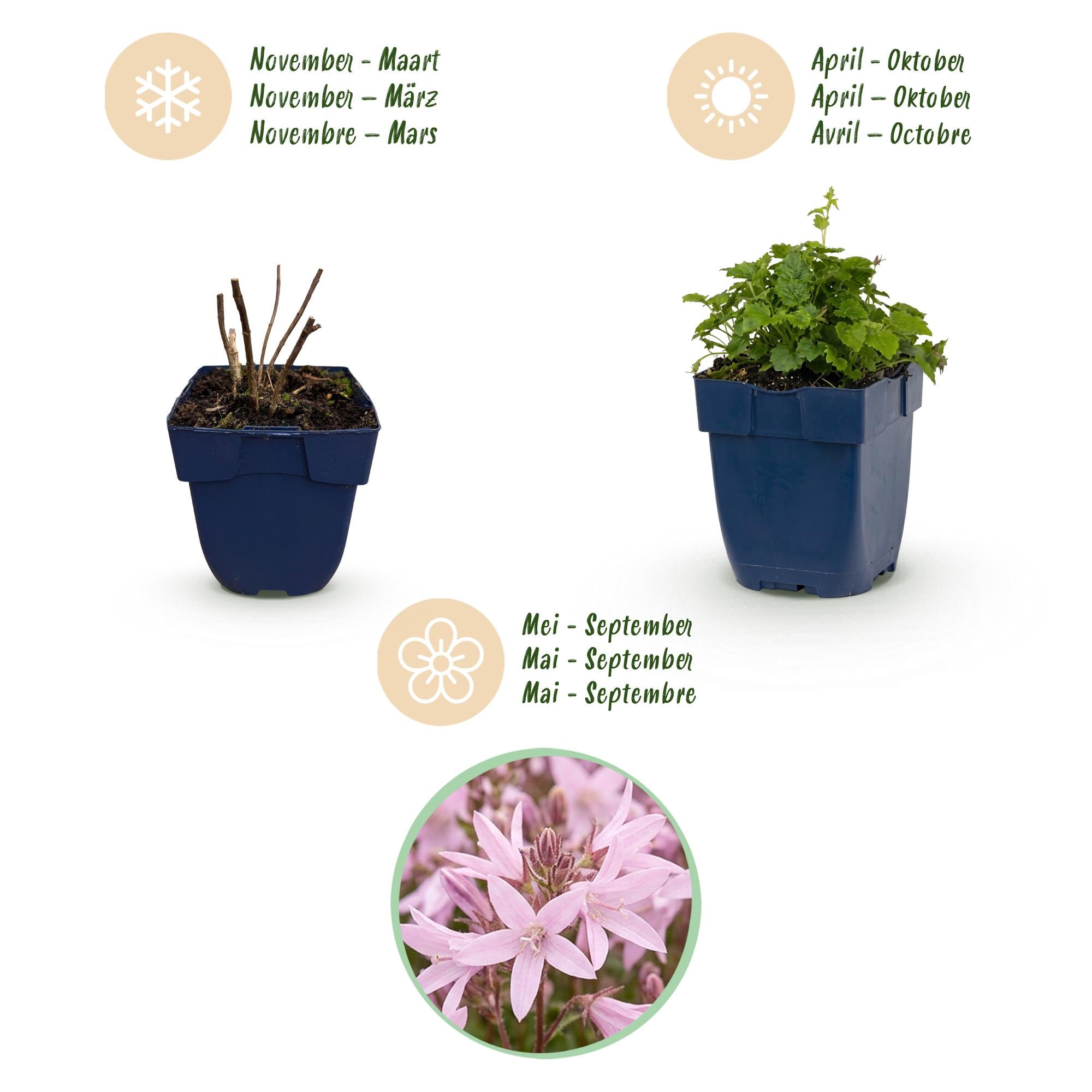 Vasteplant - Campanula posch. Lisduggan Variety - Ridderspoor - Bodembedekkend - Wit - 24 Planten - Pot 11cm - Hoogte 15-25cm