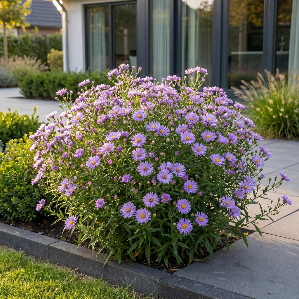 Vasteplant - Aster (D) Mittelmeer - Zeeaster - Bijen en Vlinderlokkers - Paars - 1 Plant - Pot 11cm - Hoogte 15-25cm