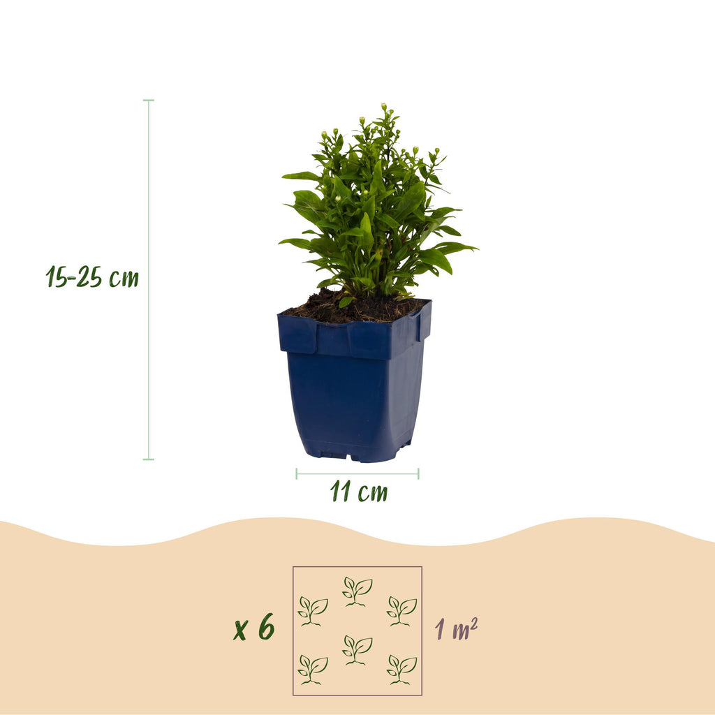 Vasteplant - Aster (D) Schneekissen - Zeeaster - Bijen en Vlinderlokkers - Wit - 1 Plant - Pot 11cm - Hoogte 15-25cm