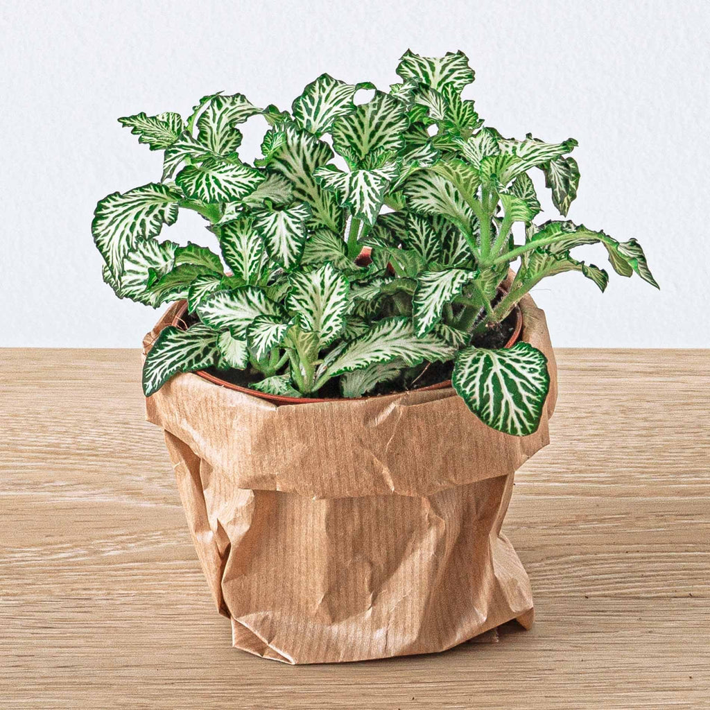 Planten terrarium navulling & Startpakket - Ficus Ginseng bonsai