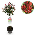 Plant op Stam - Photinia fraseri Carre Rouge - Terras Plant - Bladhoudend - Winterhard - Groen-Rood Blad - Pot 19cm Hoogte 90cm