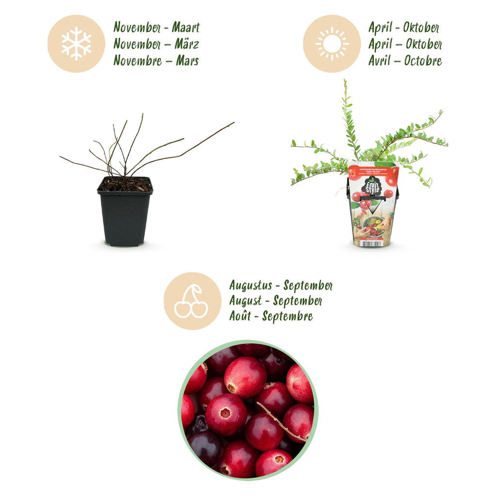Fruitplanten - Blauwe Bes - Vaccinium macrophylla Early Black - Winterhard - 3 Planten - Pot 9 cm - Donker Rode  Bes