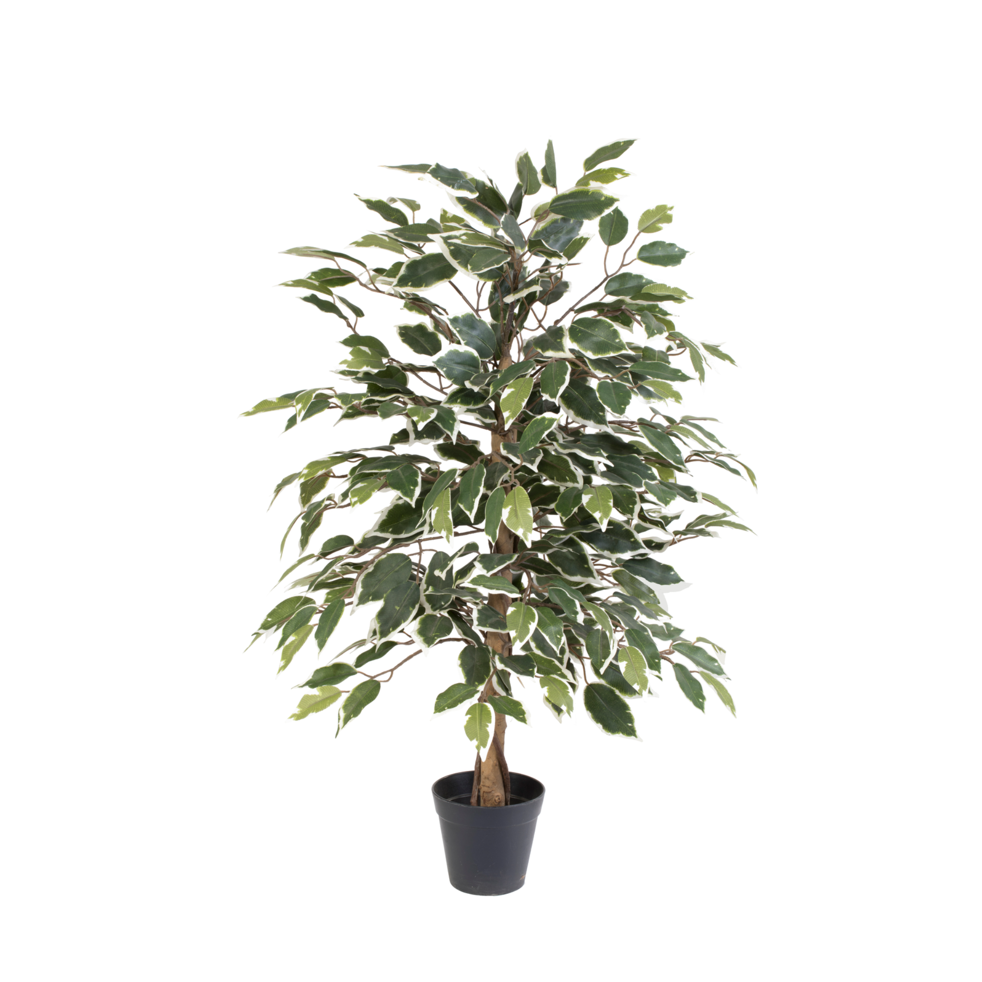 ARTIFICIAL Ficus benjamina variegata - 85cm